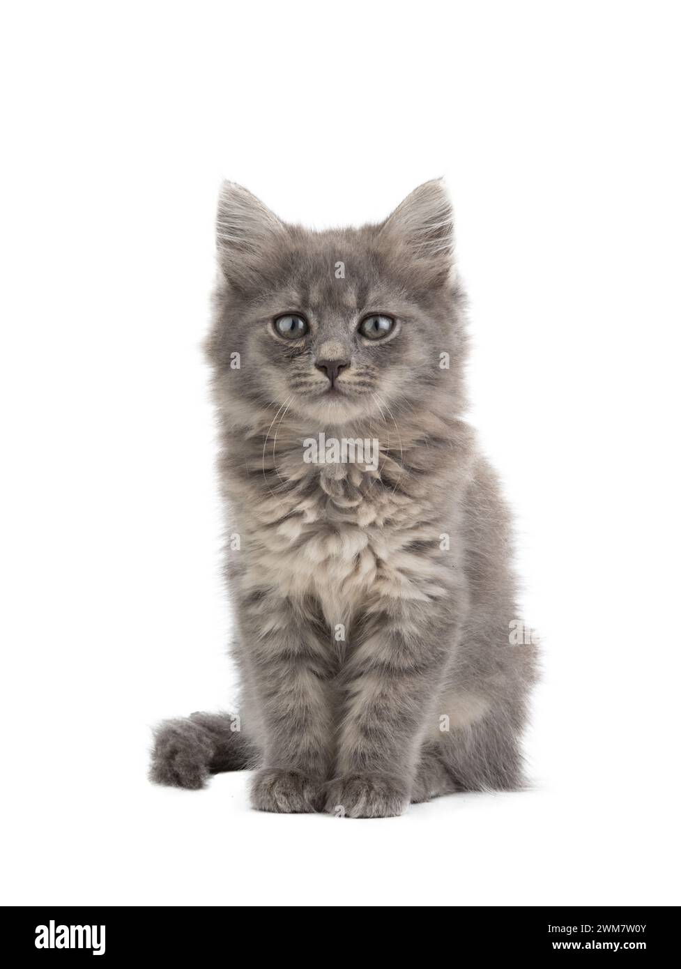 gray kitten isolated on white background Stock Photo