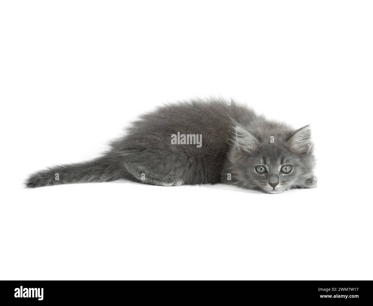 gray kitten isolated on white background Stock Photo