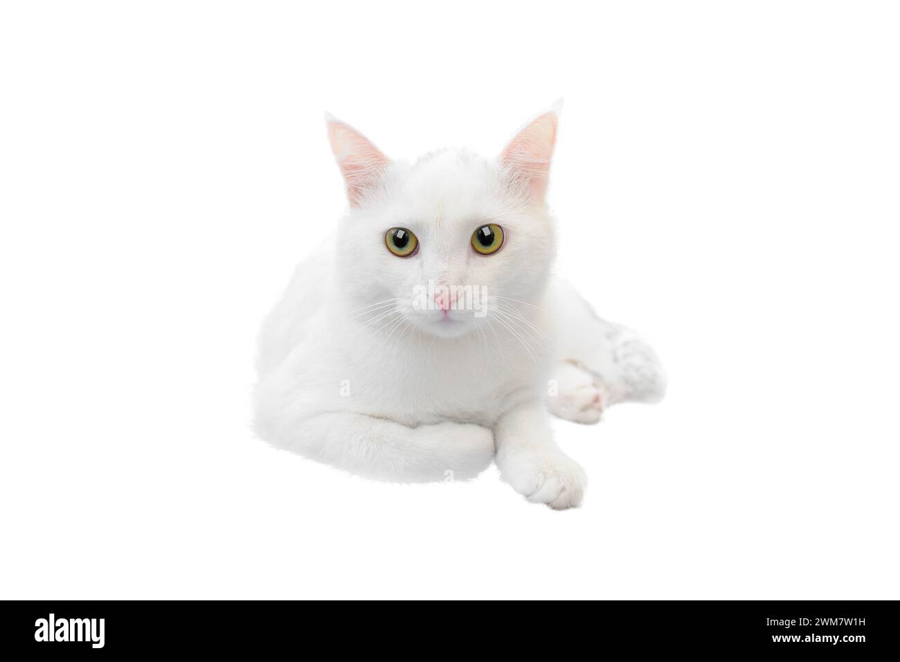 white cat lies on a white background Stock Photo