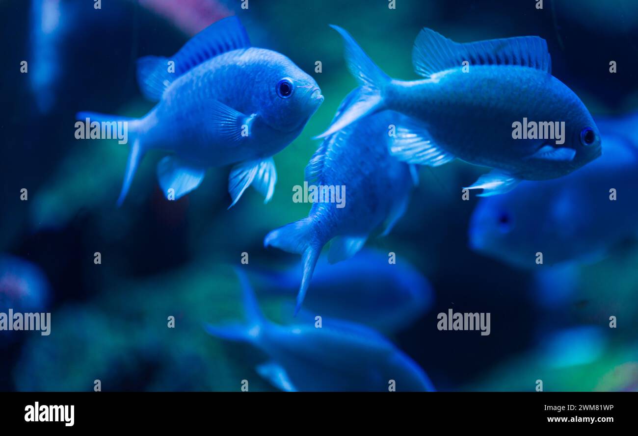 Blue African Cichlid Fish Stock Photo