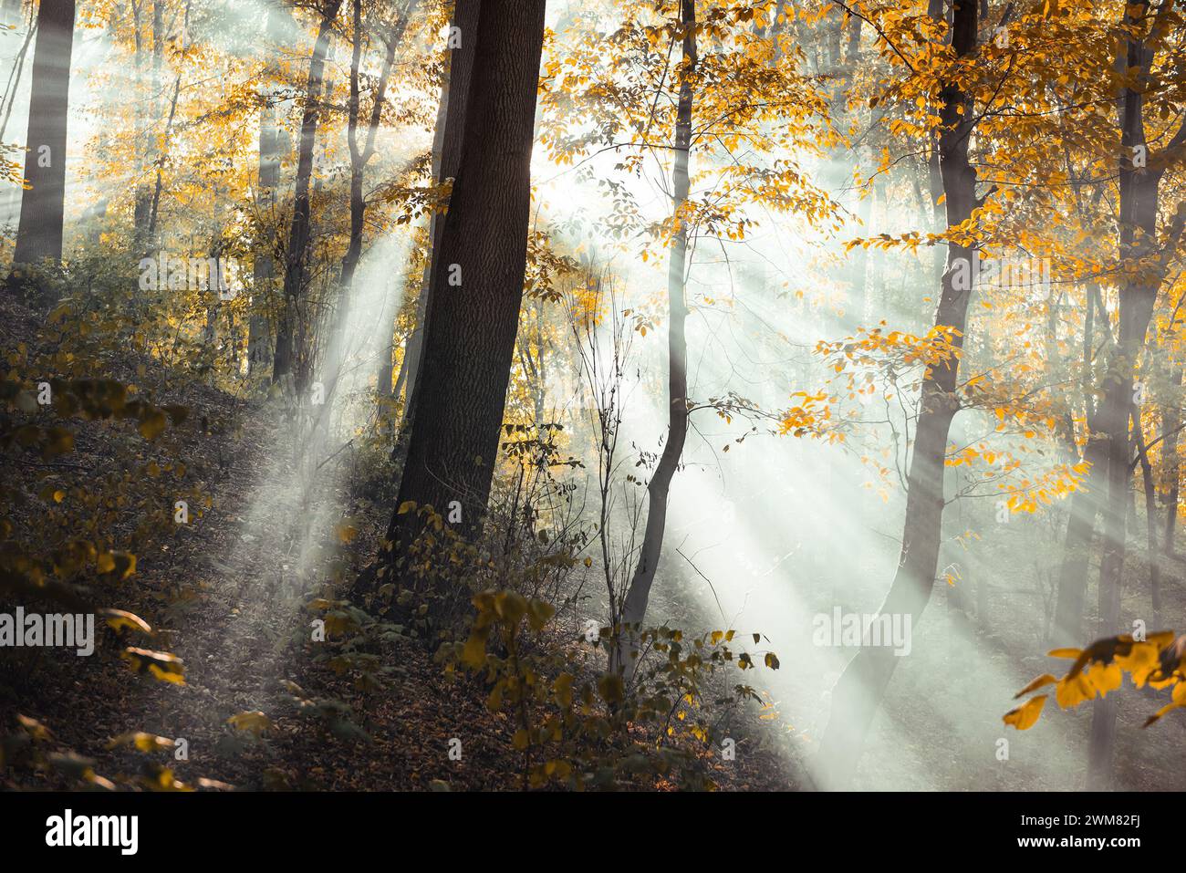 Rays of light through mist in the autumn forest. White light coming through smoke. Stock Photo