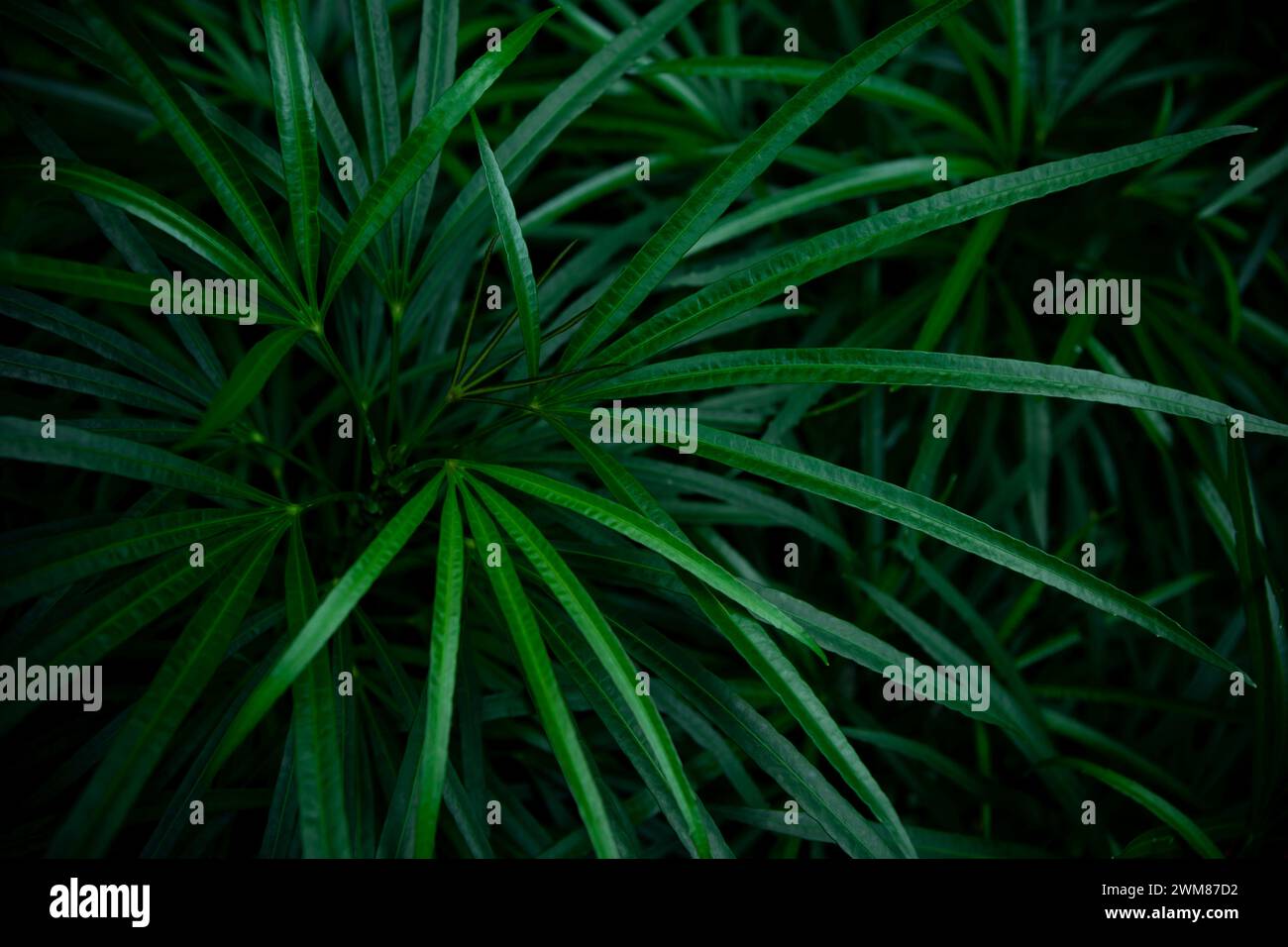 Tropical Leaves Background Dark Green Stock Photo - Alamy