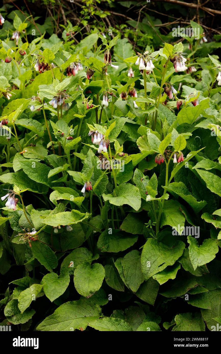 Symphytum ibericum 'Iberian Comfrey' Stock Photo
