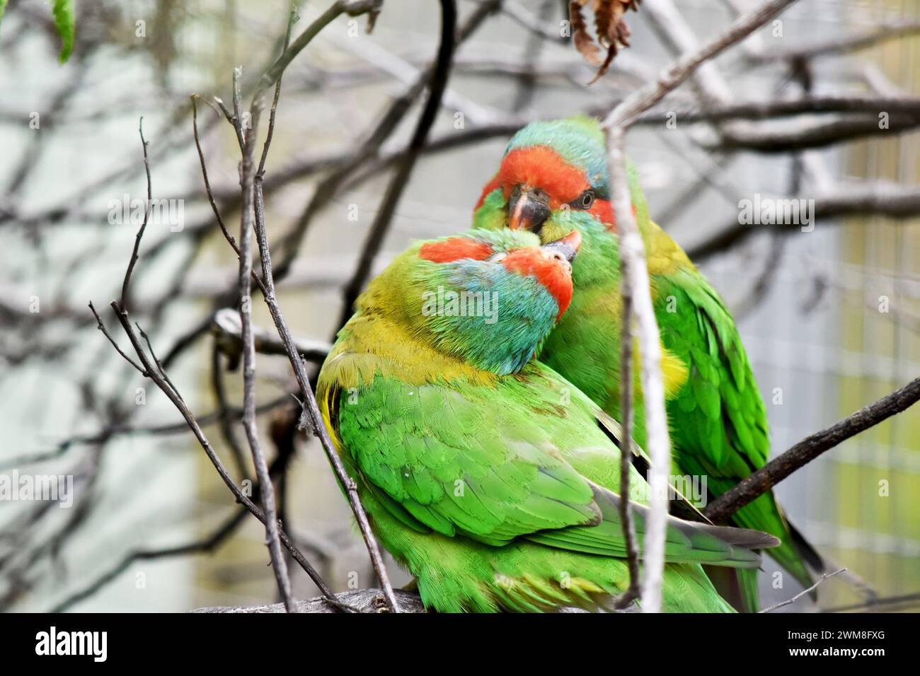 The musk lorikeet is mainly green and it is identified by its red forehead, blue crown and a distinctive yellow band on its wing. Stock Photo