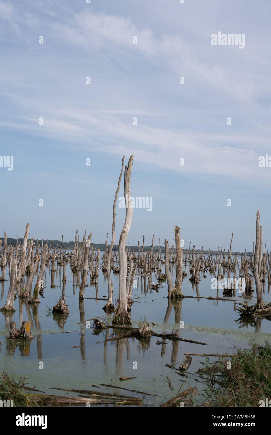 Dead trees in the water Stock Photo