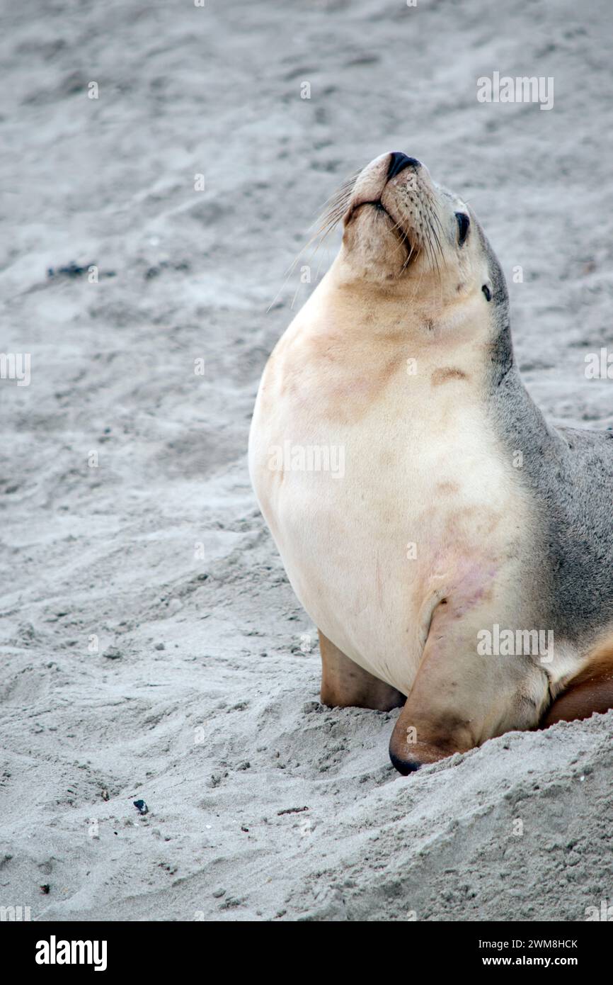 Sea lions are characterized by external ear flaps, long fore flippers, and a big chest and belly. They have short, thick fur, covering a thick layer o Stock Photo