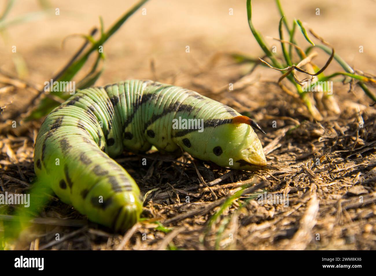 Convolvulus hawk-moth worm, its scientific name is Agrius convolvuli Stock Photo