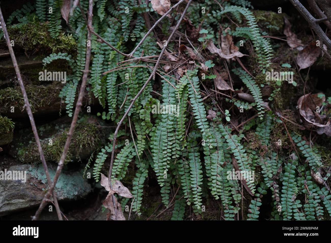 Spleenwort, The Maidenhair spleenwort(Asplenium trichomanes). Stock Photo