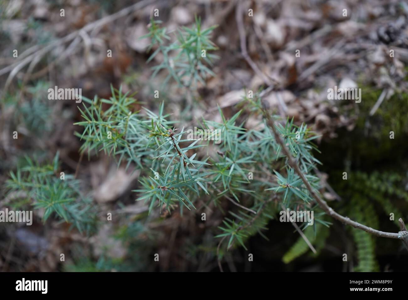 Juniper, Cade, cade juniper, prickly juniper, prickly cedar, or sharp cedar(Juniperus oxycedrus) Stock Photo