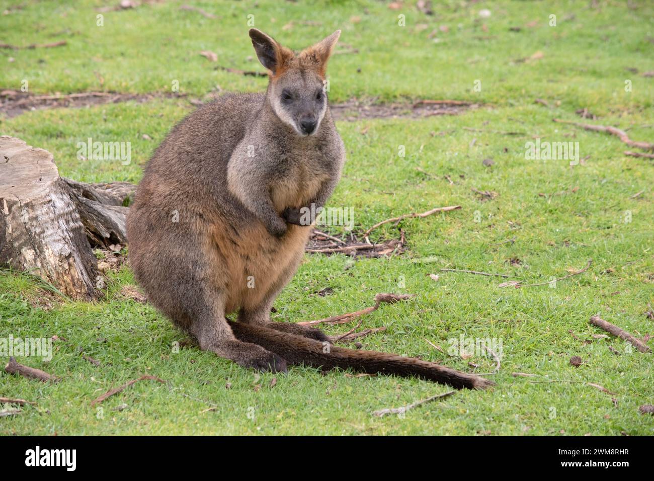 The swamp wallaby has dark brown fur, often with lighter rusty patches on the belly, chest and base of the ears. Stock Photo