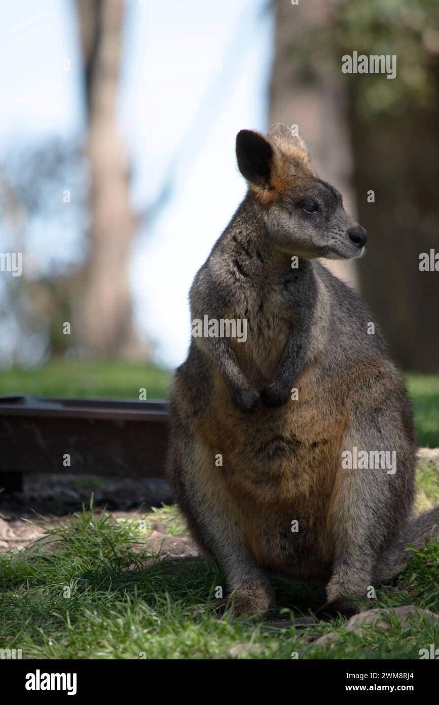 The swamp wallaby has dark brown fur, often with lighter rusty patches on the belly, chest and base of the ears. Stock Photo