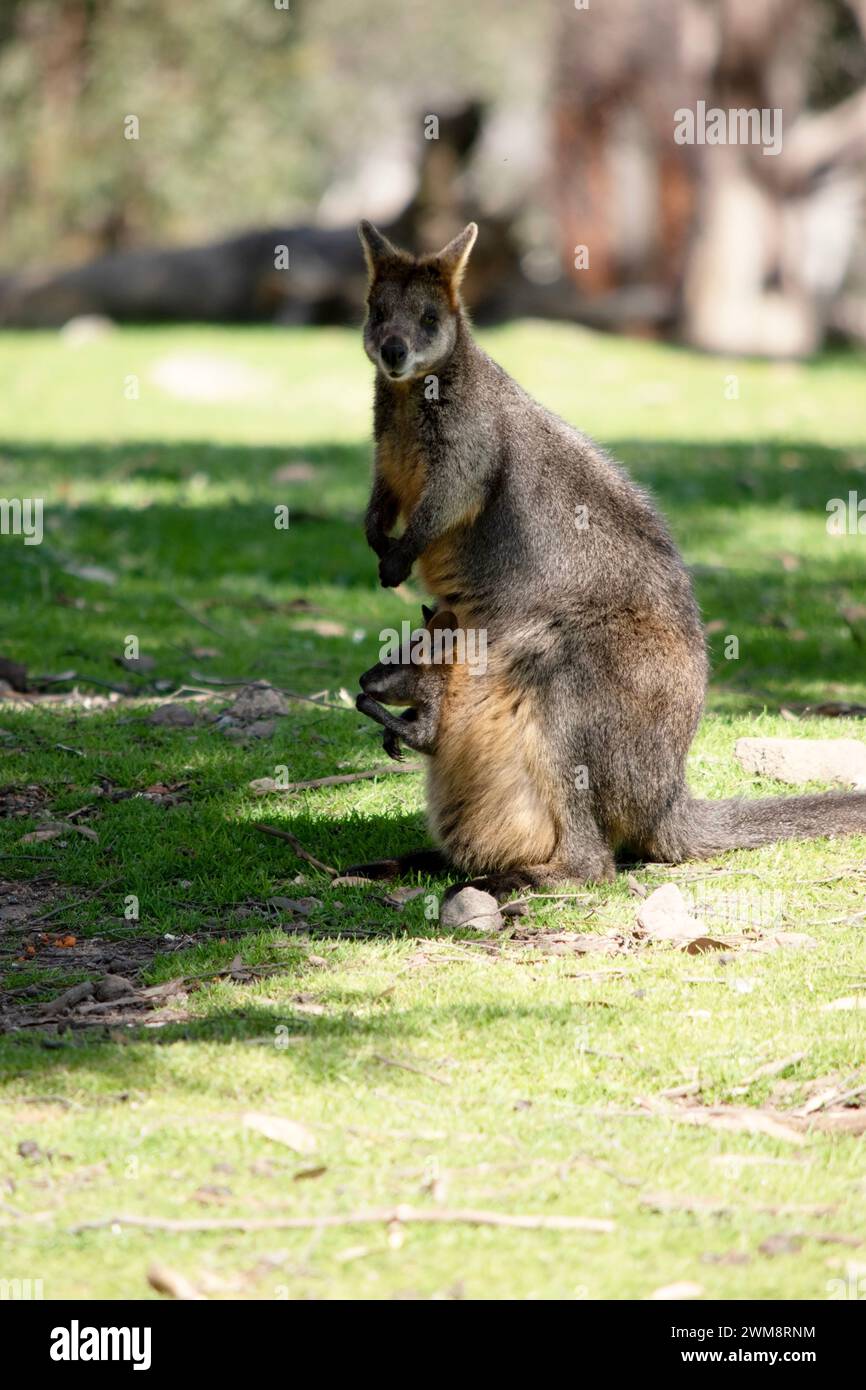 The swamp wallaby has dark brown fur, often with lighter rusty patches on the belly, chest and base of the ears. Stock Photo