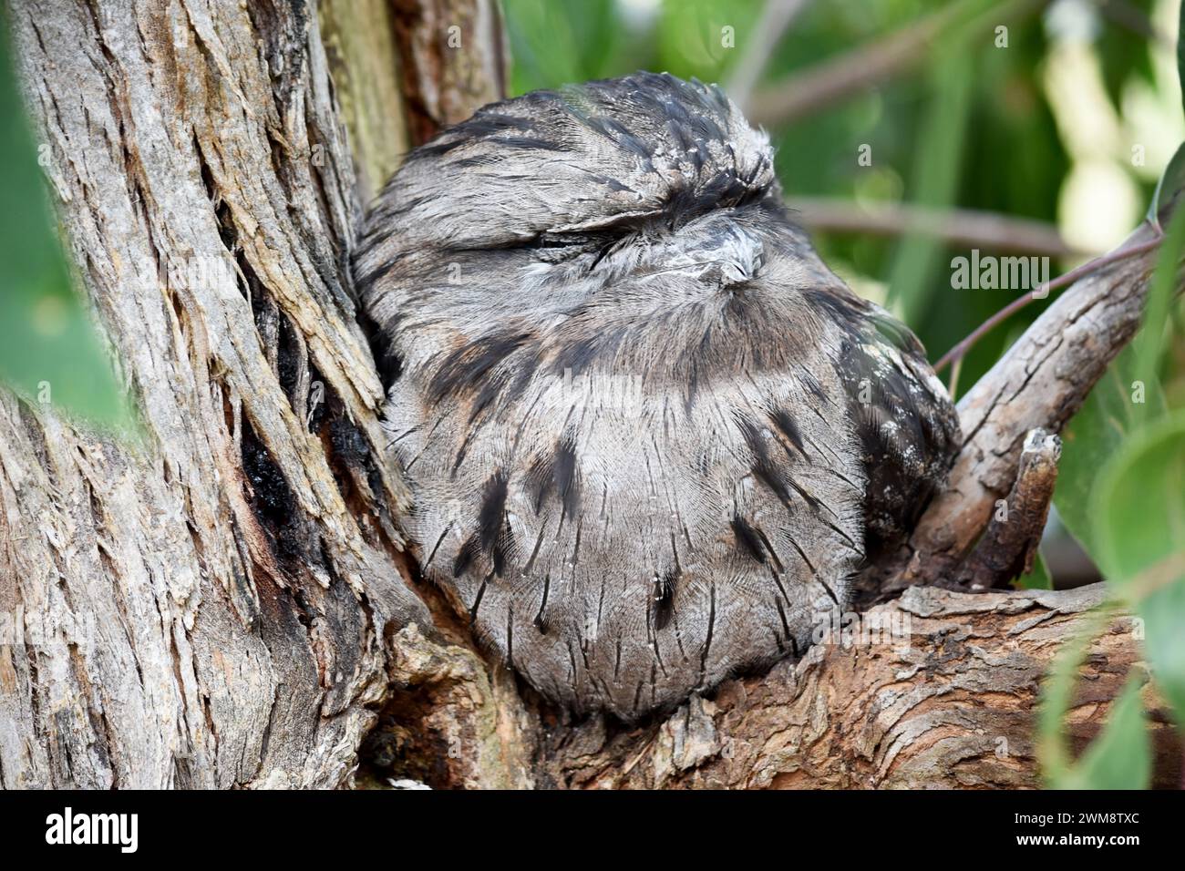 the tawny frogmouth has a mottled grey, white, black and rufous – the feather patterns help them mimic dead tree branches. Stock Photo