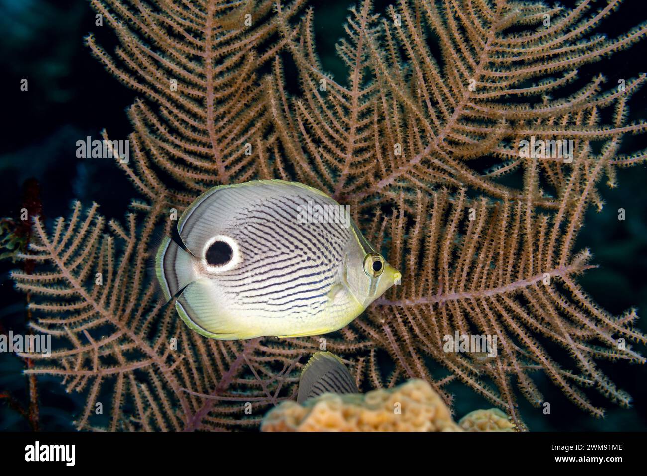 Foureye butterflyfish, Chaetodon capistratus, swims through clear blue waters on a tropical coral reef Stock Photo