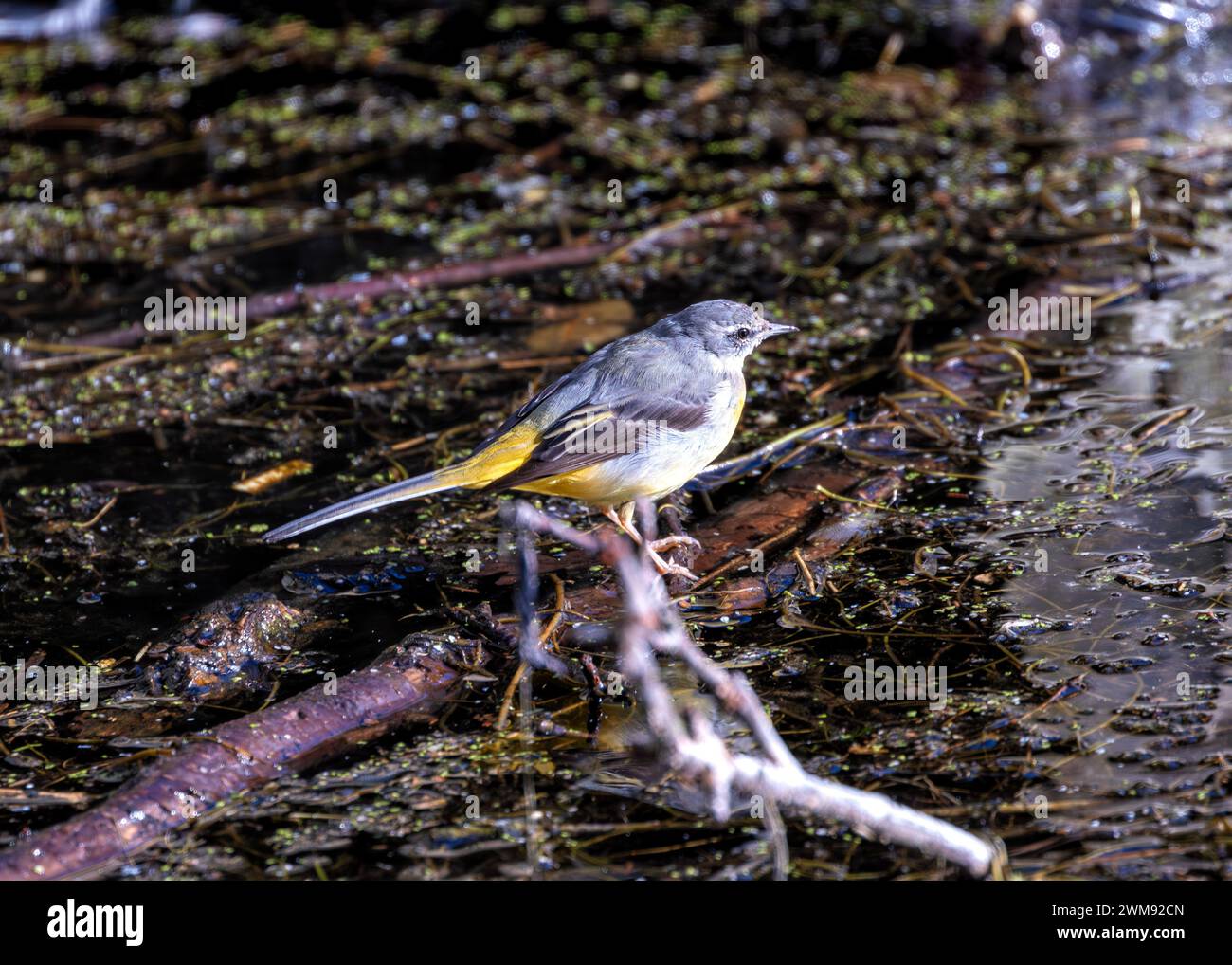 A Grey Wagtail gracefully flits along a streambed, its long tail feathers dipping with each step. Stock Photo