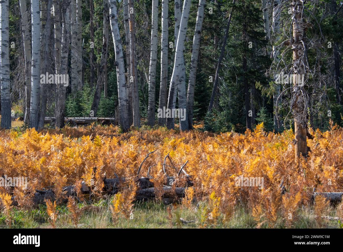 White mountains forest hi-res stock photography and images - Alamy