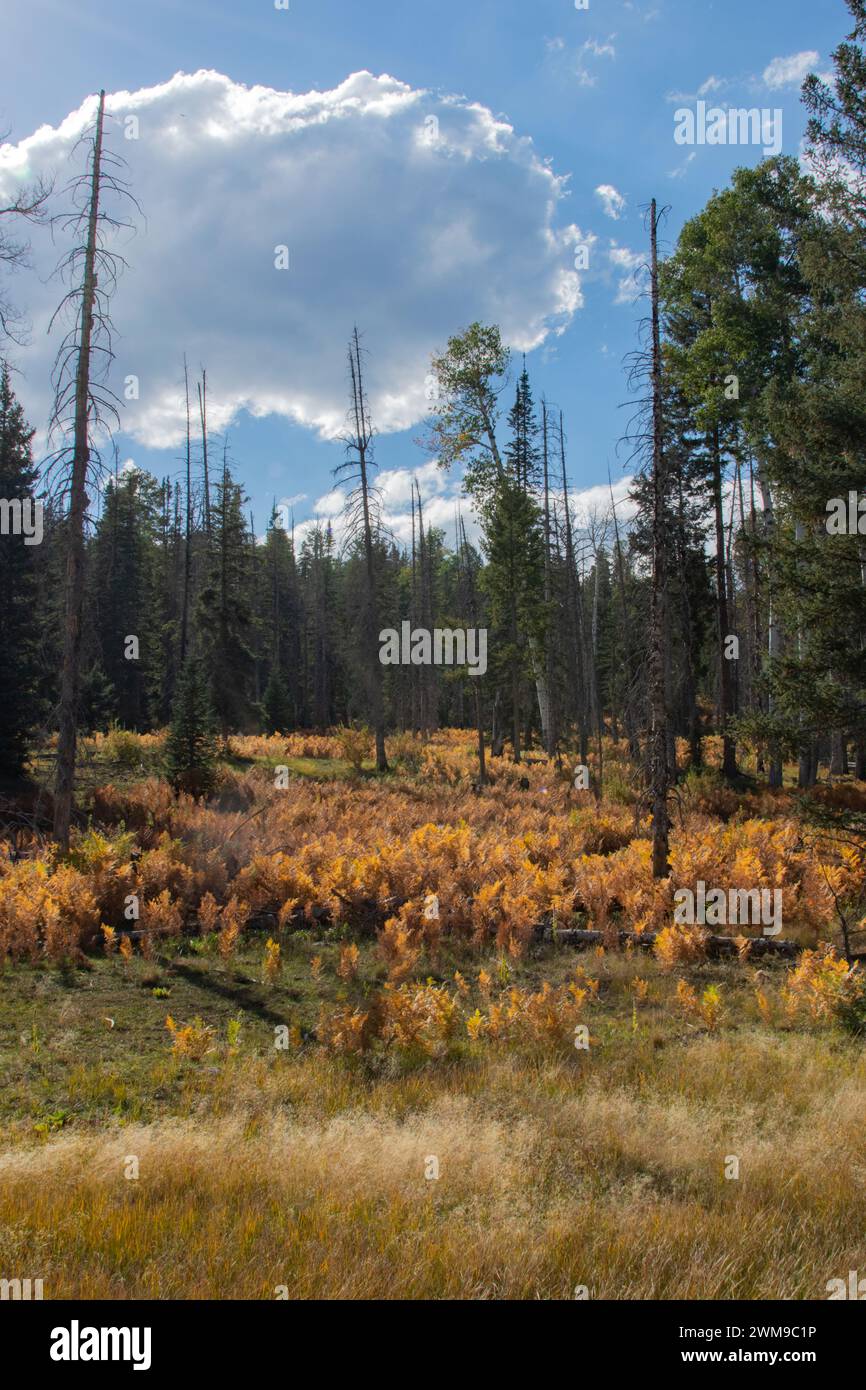 The edge of the forest Stock Photo - Alamy