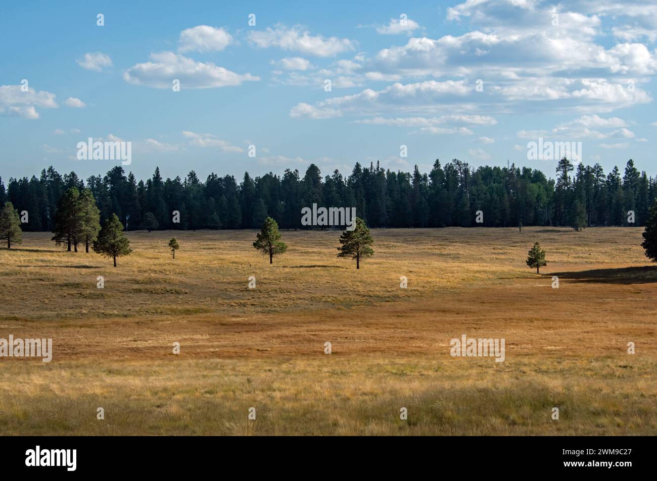 White mountains forest hi-res stock photography and images - Alamy
