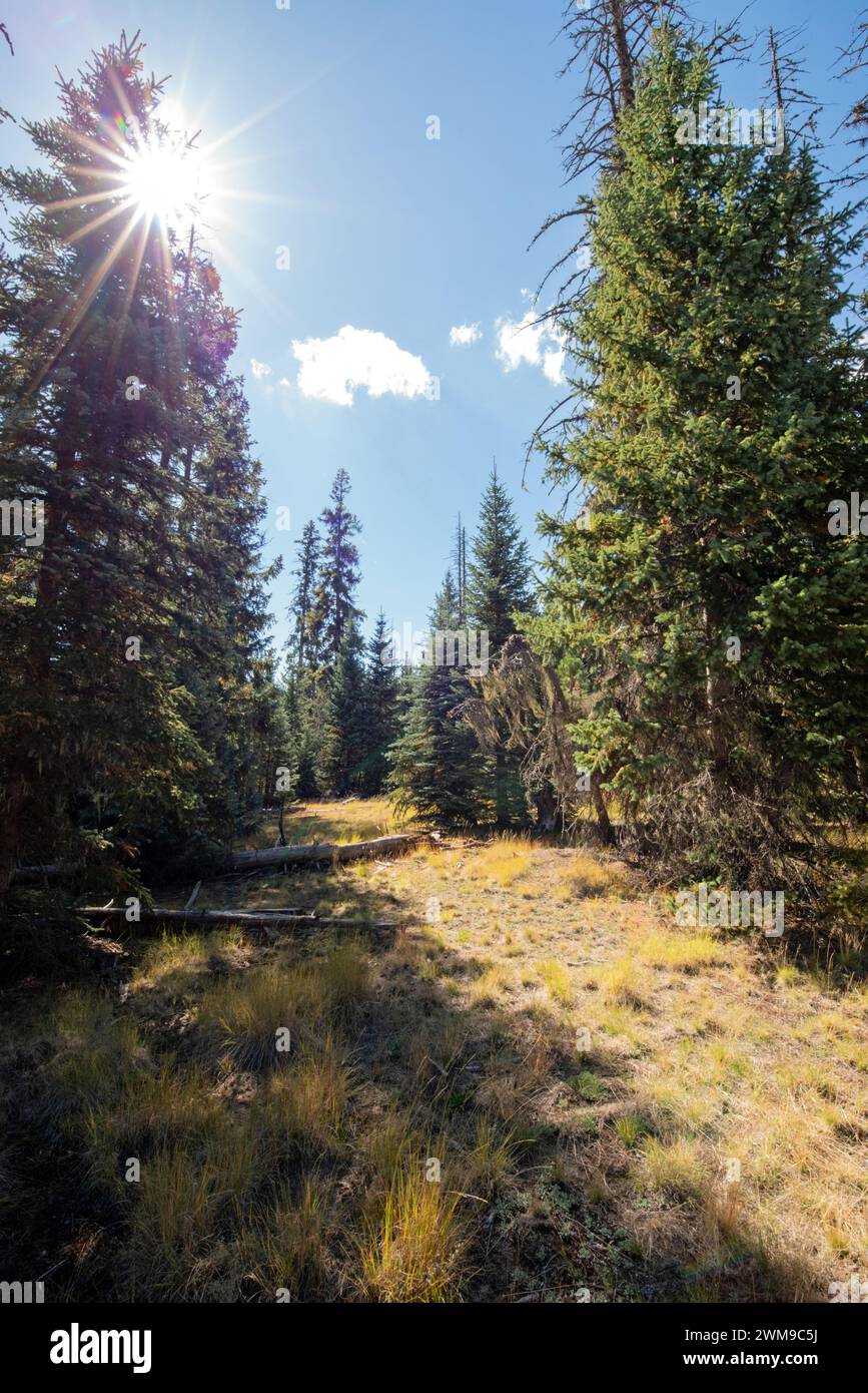 White mountains forest hi-res stock photography and images - Alamy