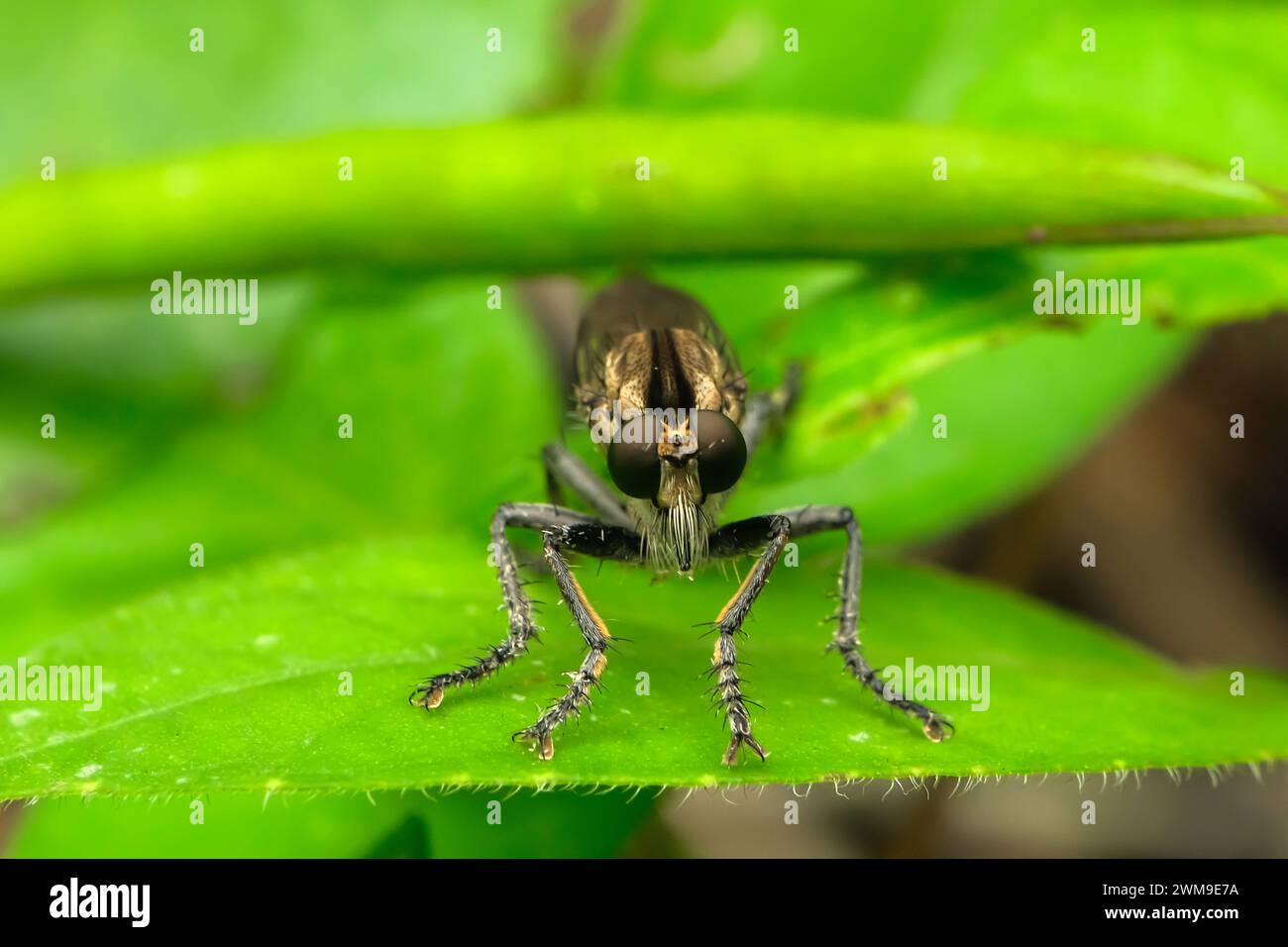 The Asilidae are a family of robber flies, also called killer flies ...