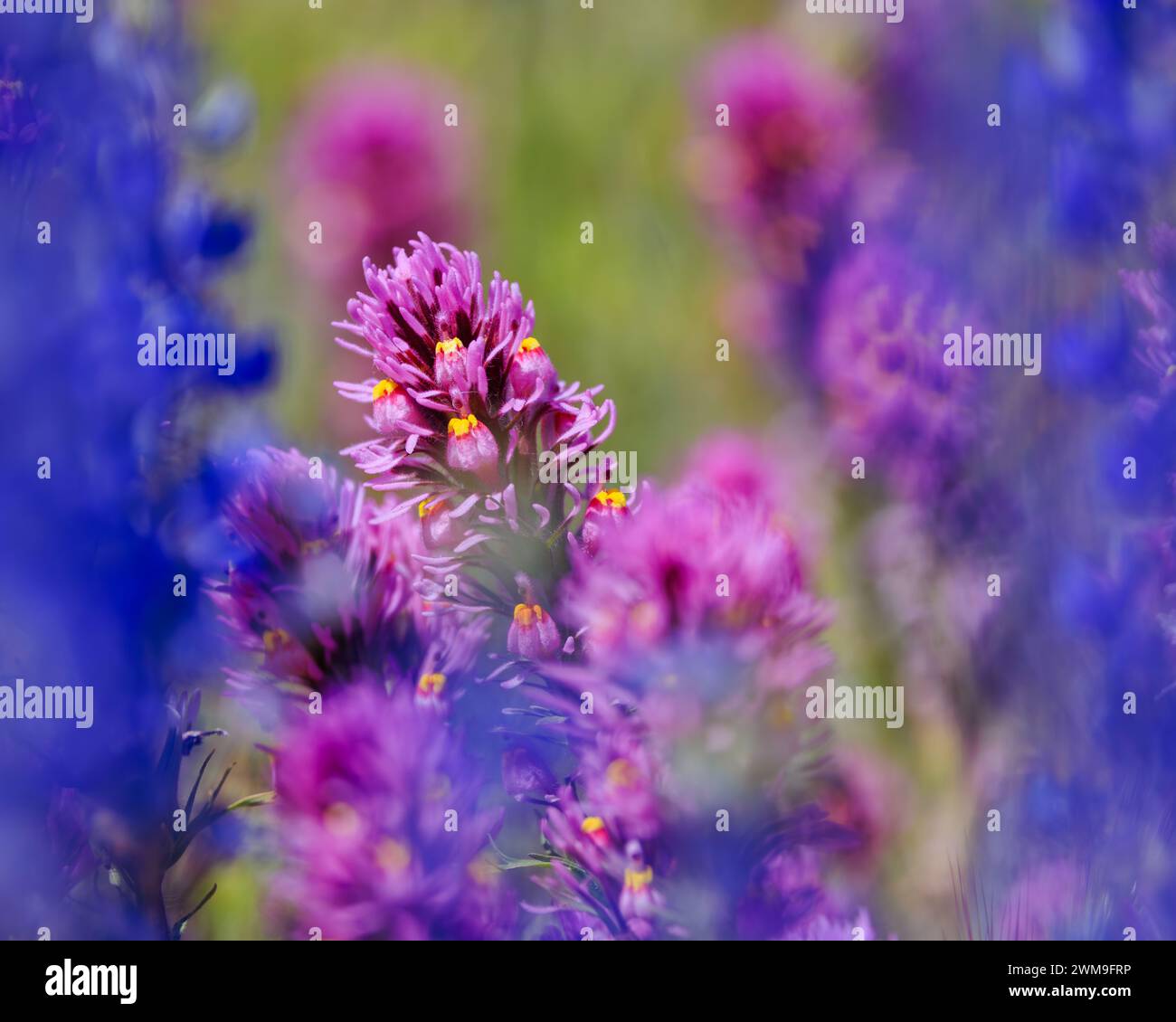 Owl's clover flowers framed by blurry Lupine. Super bloom 2023. Stock Photo
