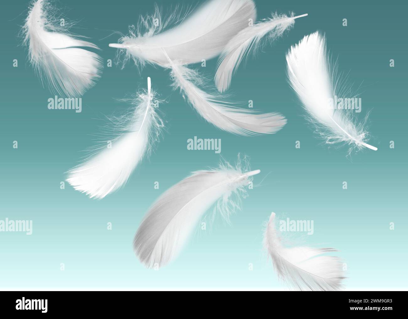 Fluffy bird feathers falling on teal background Stock Photo - Alamy