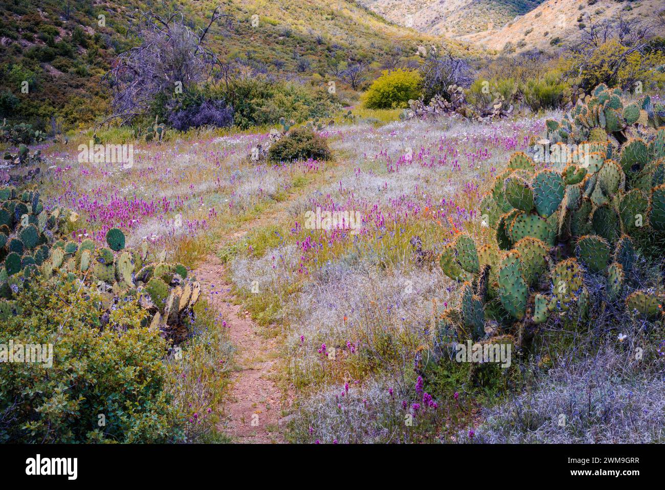 South fork deer springs trail hires stock photography and images Alamy