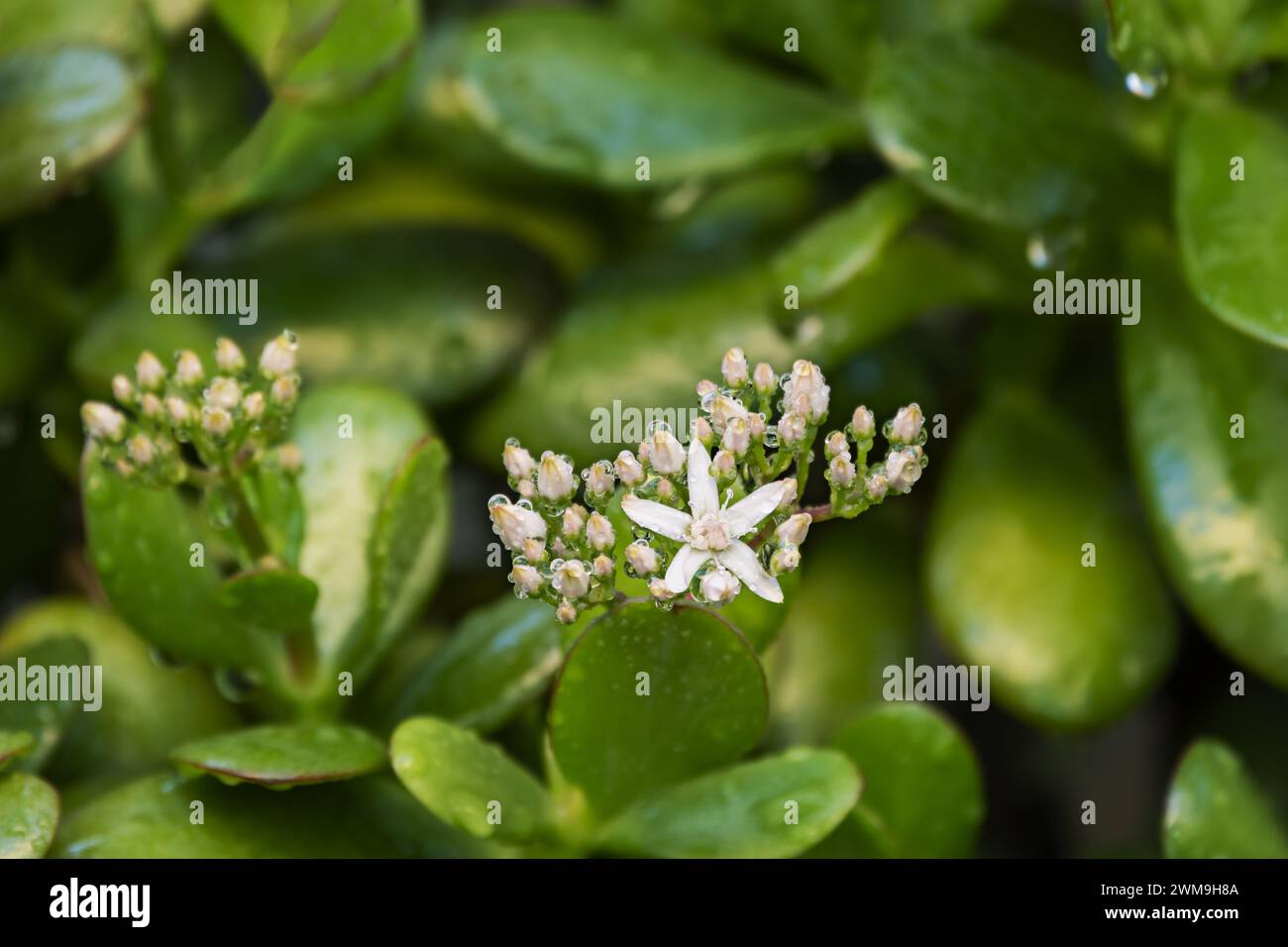 Flowers of a jade plant filled with rainwater drops Stock Photo
