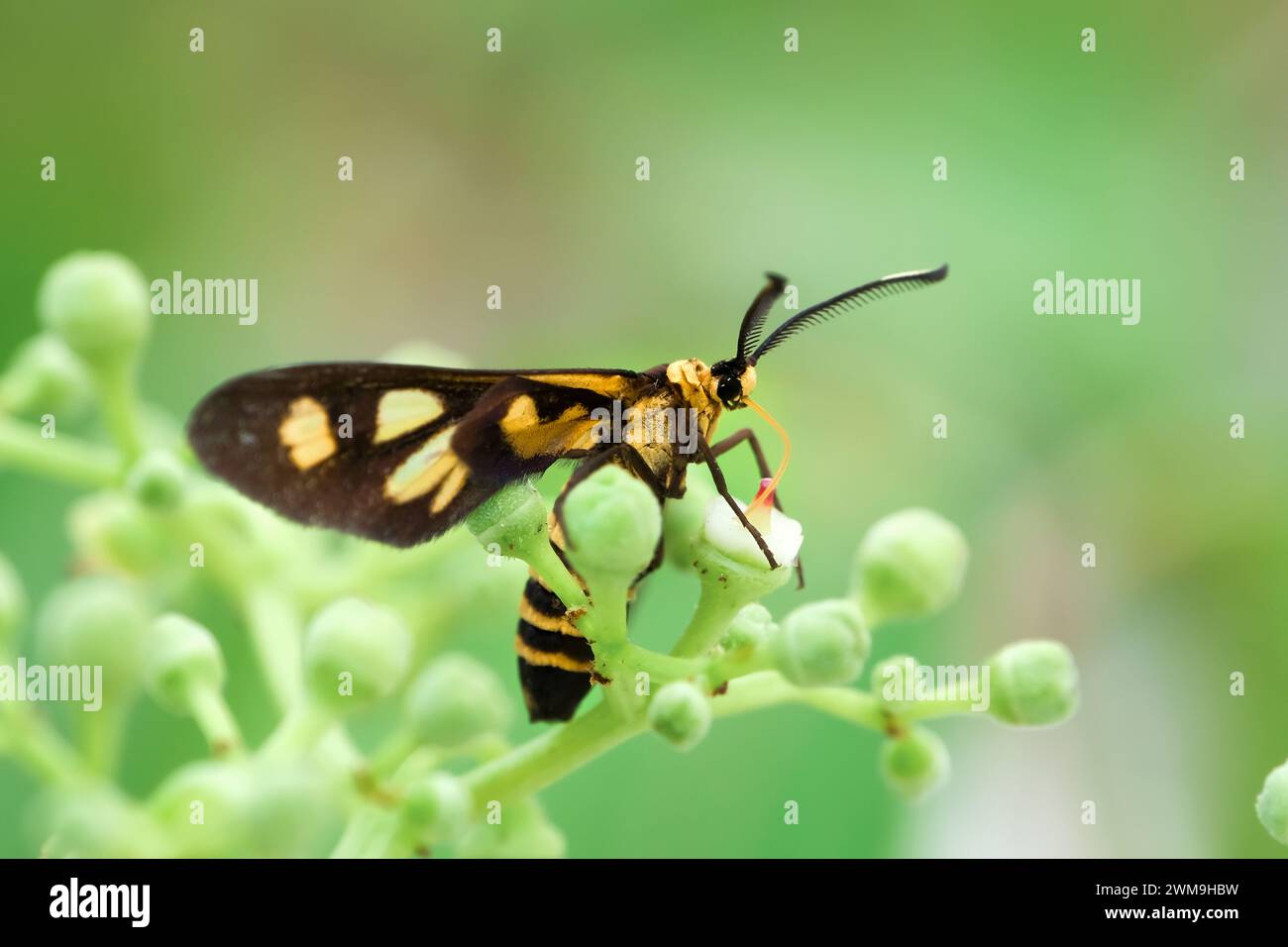 Wasp moth sucking nectar on a flower Stock Photo