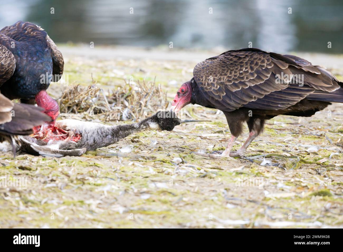 Turkey Vultures Eating Dead Western Grebe Stock Photo