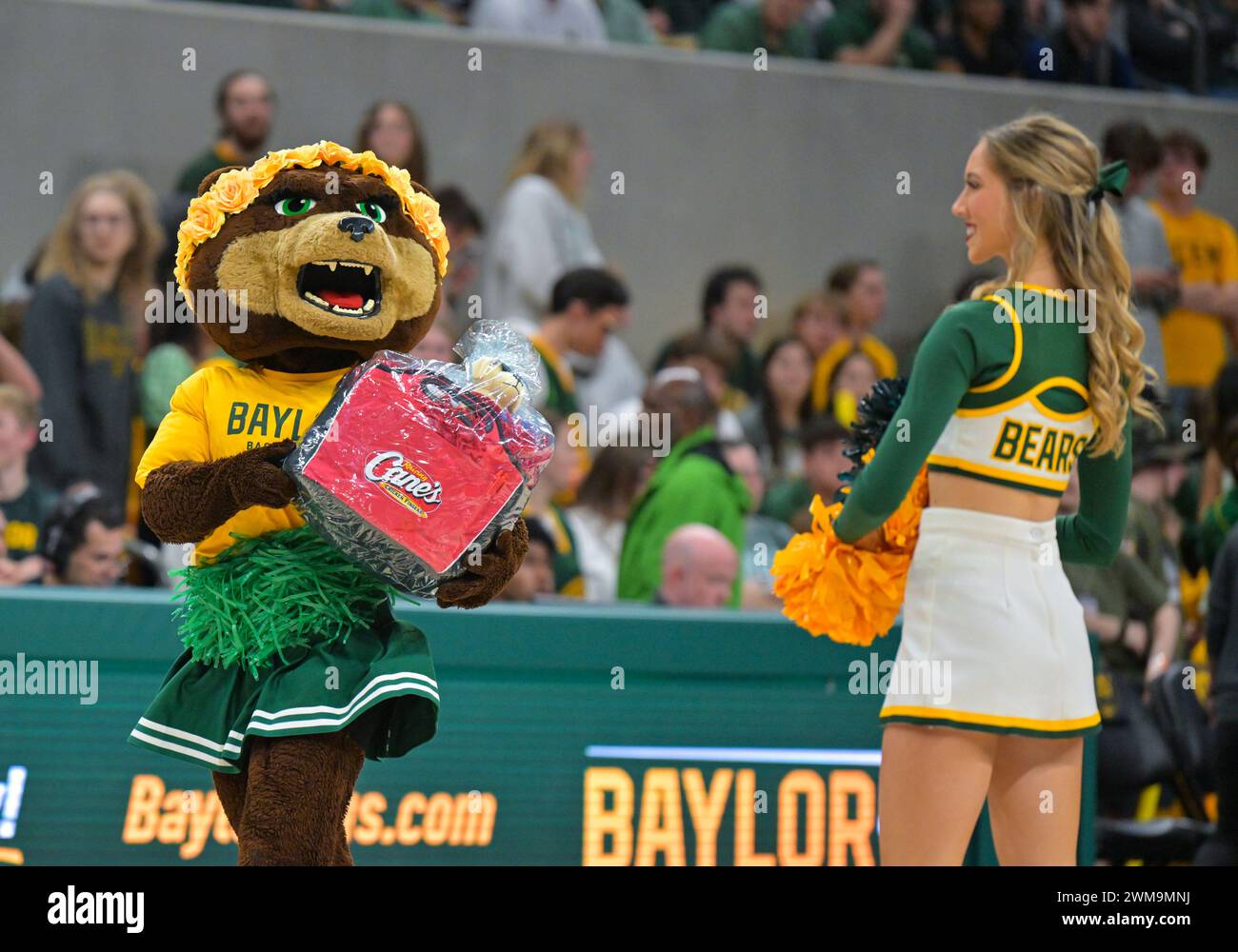 Waco, Texas, USA. 24th Feb, 2024. Baylor Bears mascot gives out a gift