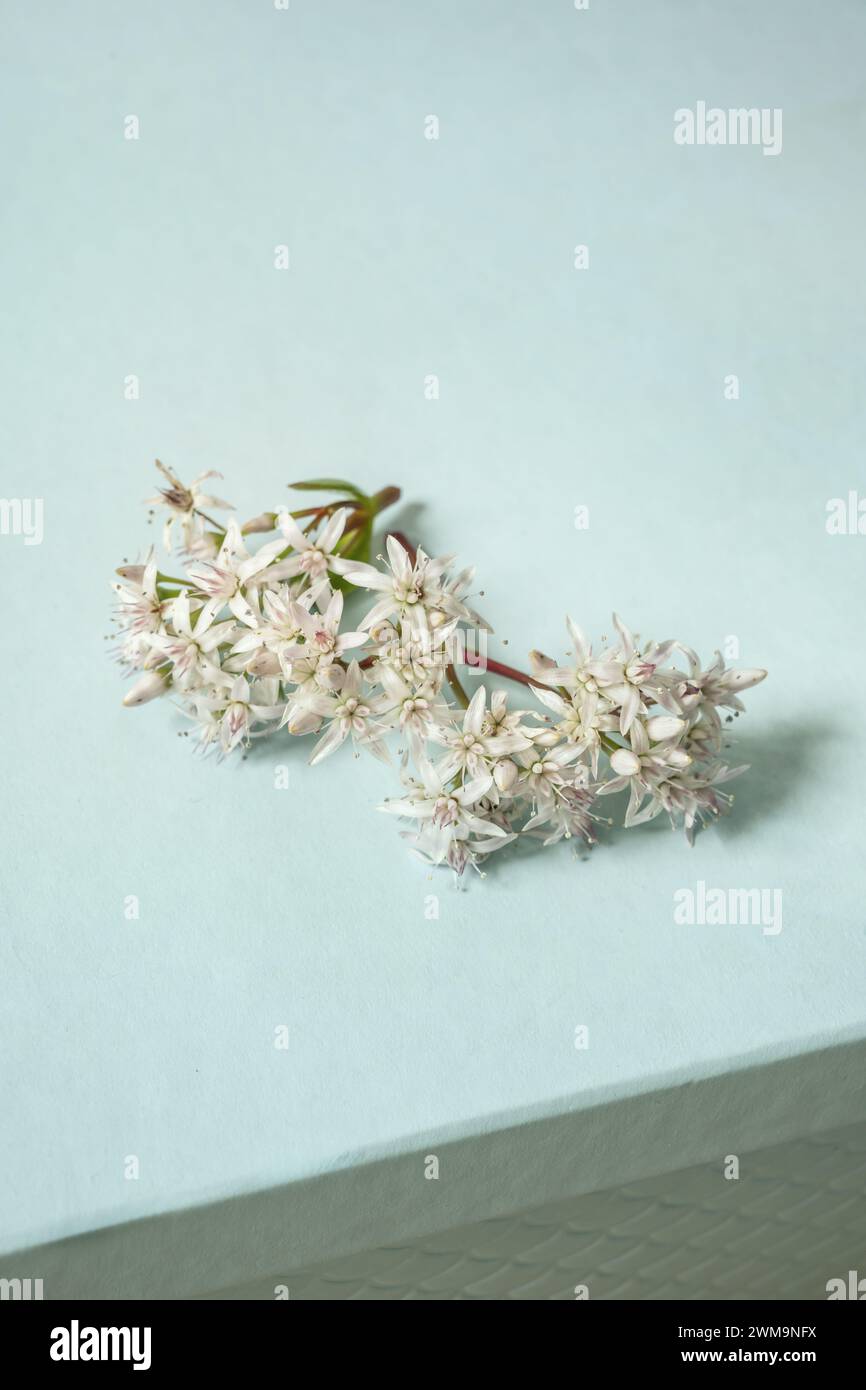 Pretty flowers of freshly cut blooming Jade Tree Succulent Plant, Crassula Ovata, on a soft sky blue surface Stock Photo