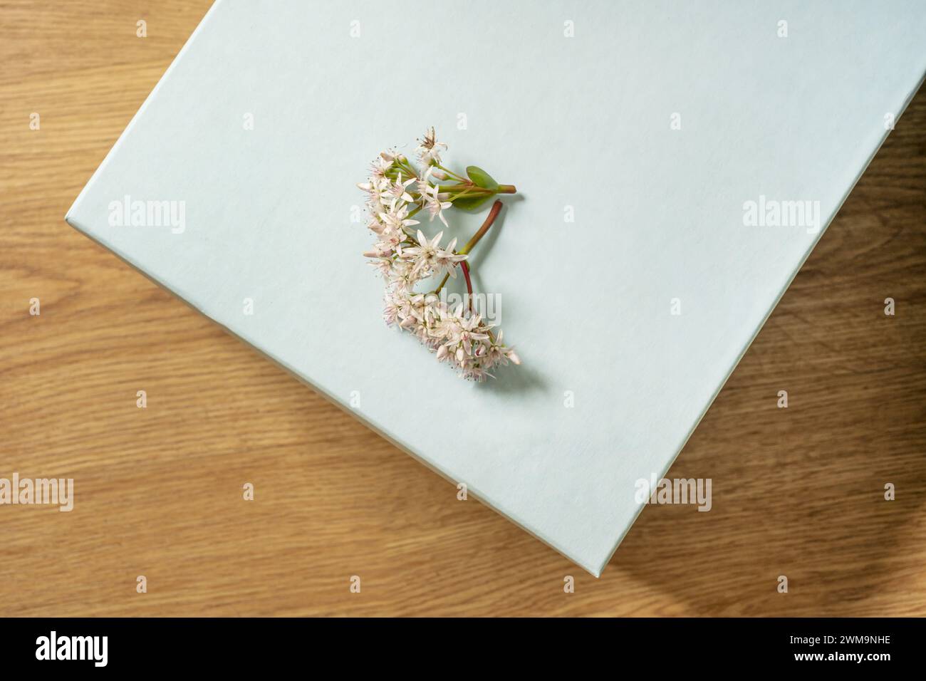 Pretty flowers of freshly cut jade tree succulent plant, Crassula Ovata, on a soft sky blue surface in a room with light wooden floors Stock Photo