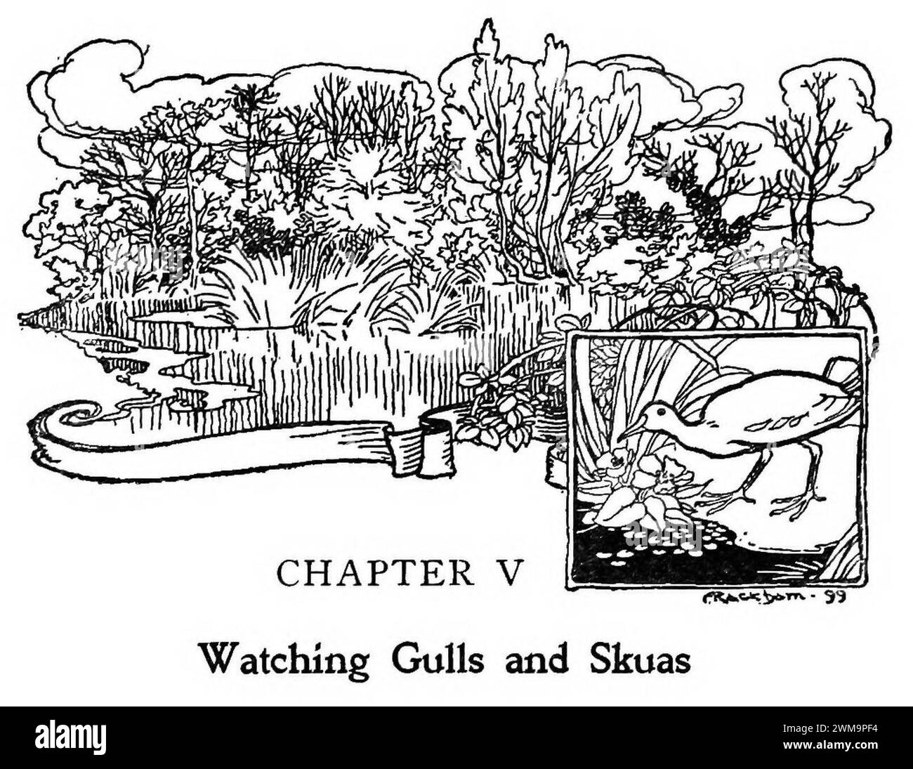 Bird Watching (Selous1901) p096 Stock Photo - Alamy