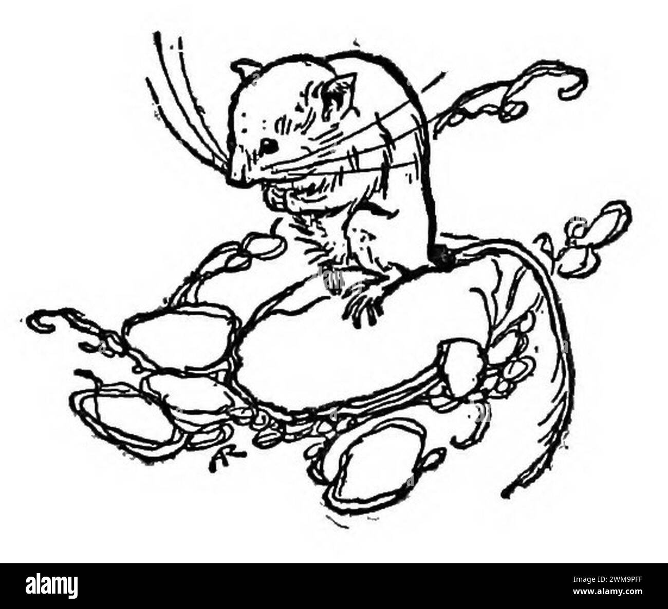 Bird Watching (Selous1901) p273 Stock Photo - Alamy