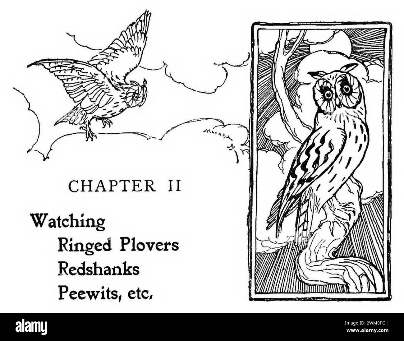 Bird Watching (Selous1901) p021 Stock Photo - Alamy