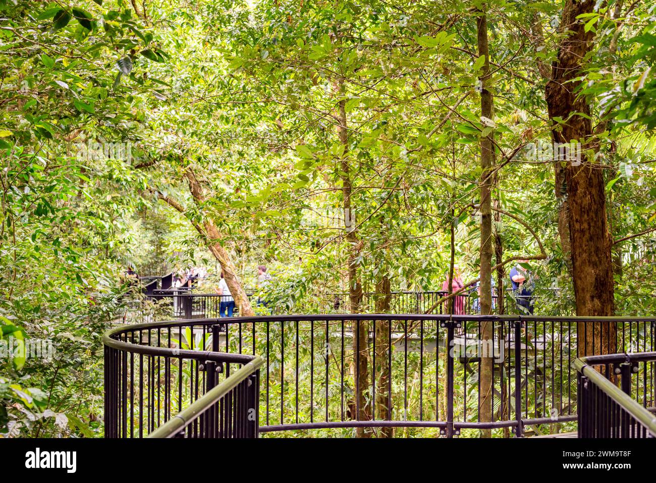An elevated, disabled and wheelchair friendly boardwalk path through the tropical Mossman Gorge rainforest in the Daintree National Park, Queensland Stock Photo