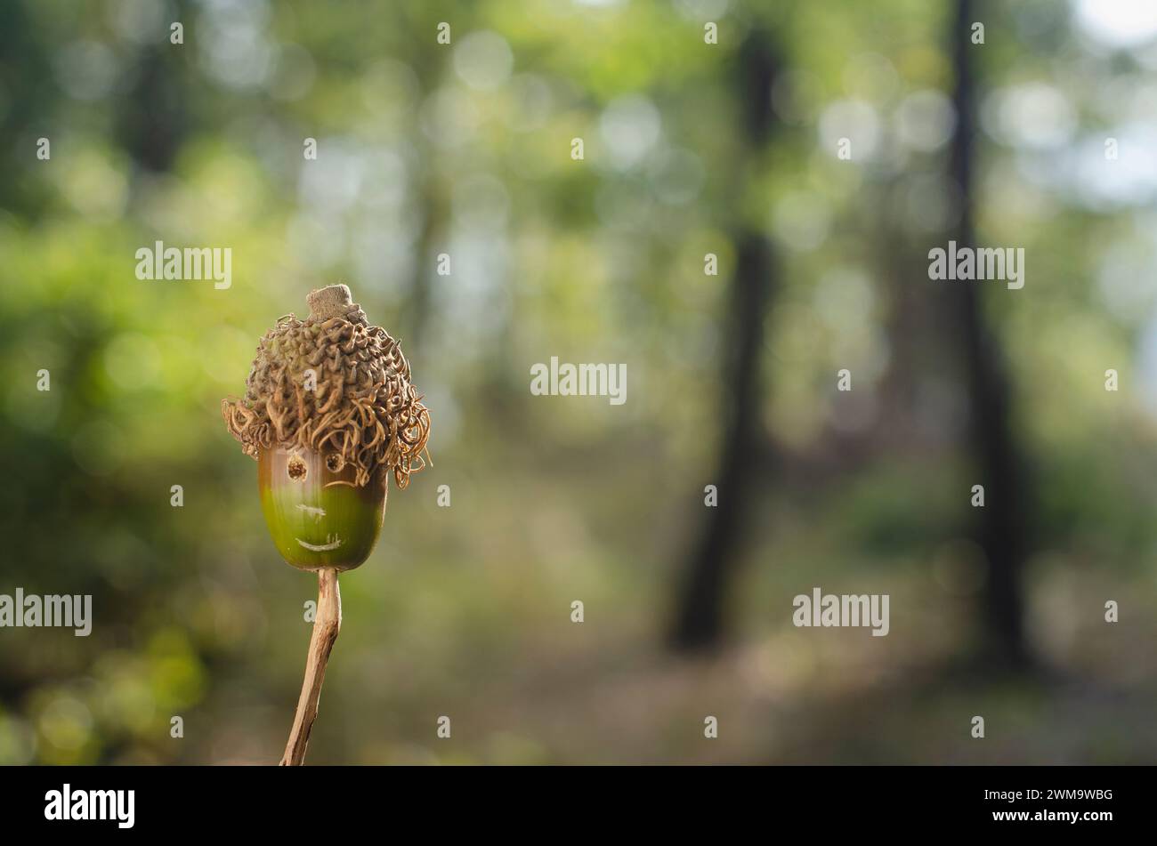 abstract background, little acorn man, smiling on blurred background Stock Photo