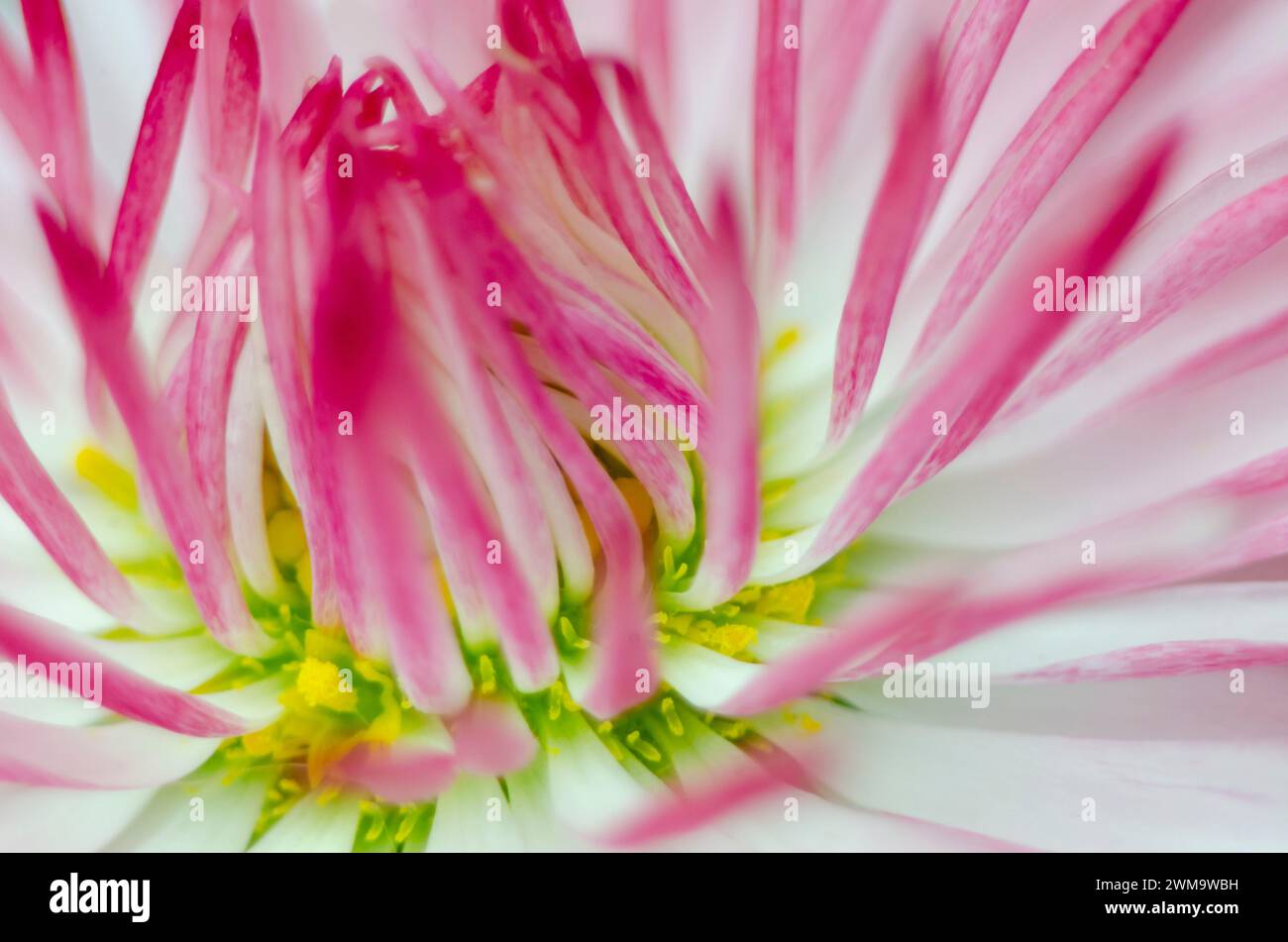 Soft macro hi-res stock photography and images - Alamy