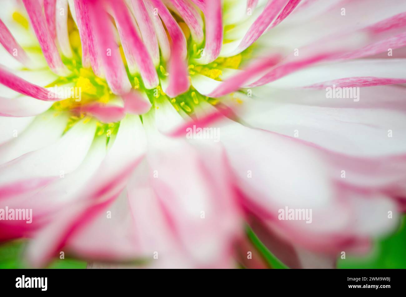 abstract background, fluffy and soft, macro flower Stock Photo