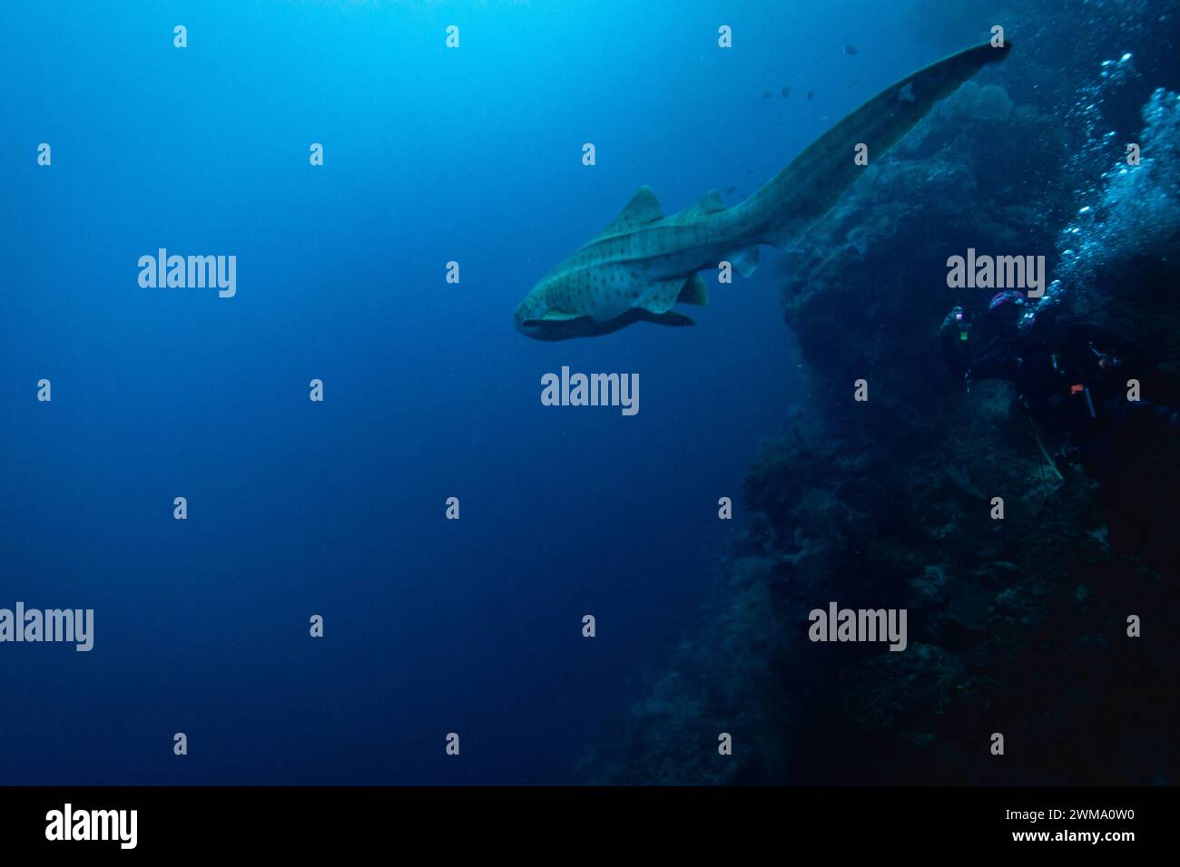 Zebra shark, Stegostoma fasciatum, swims passed scuba diver through
