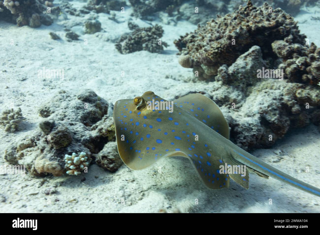 Pacific bluespotted ribbontail stingray, Taeniura lymma, swims across the white sand of a tropical reef Stock Photo