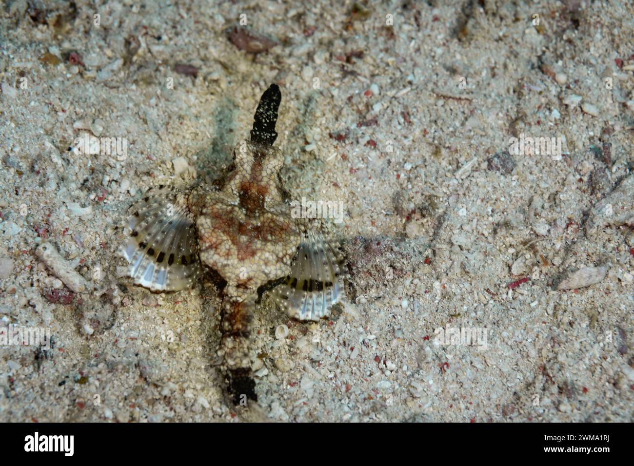 PEGASUS SEA MOTH, Eurypegasus draconis, hides with camoflauge in the sand and shells of the ocean floor Stock Photo