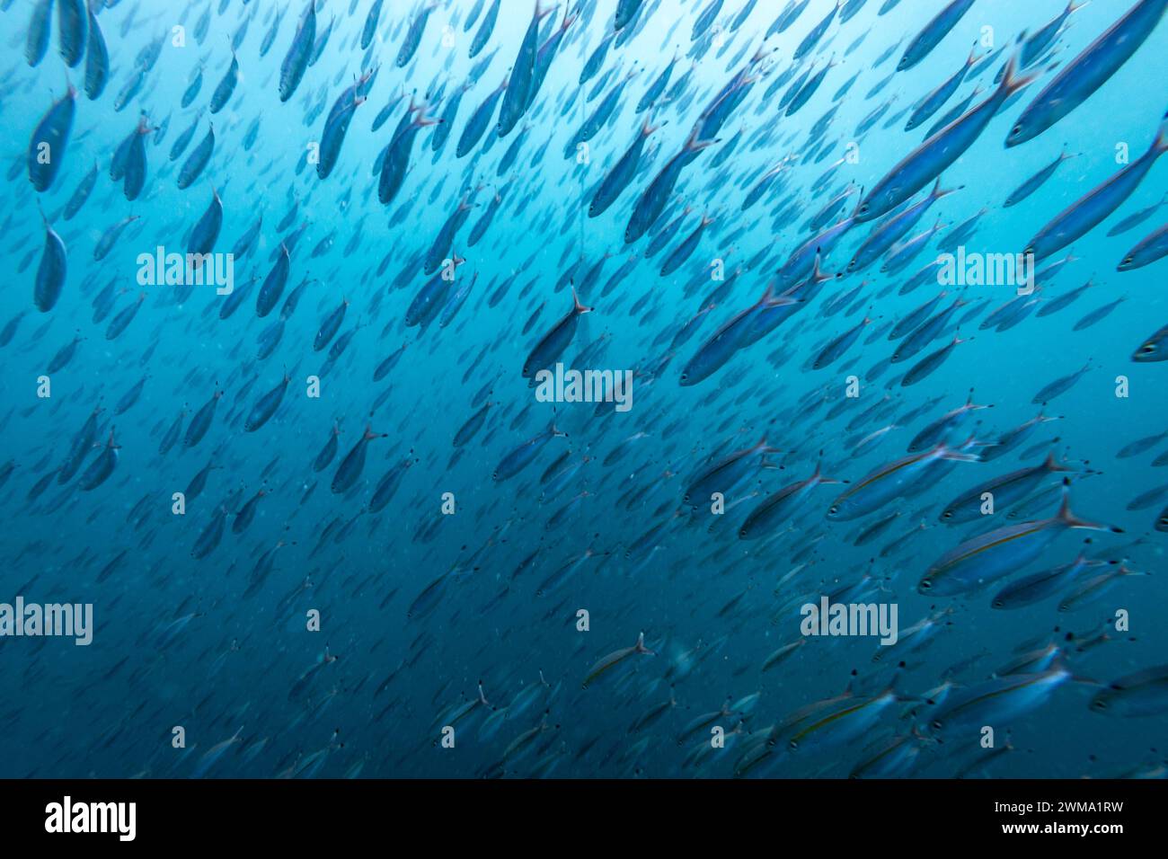 Large school of silver fish dart swim through blue waters Stock Photo ...