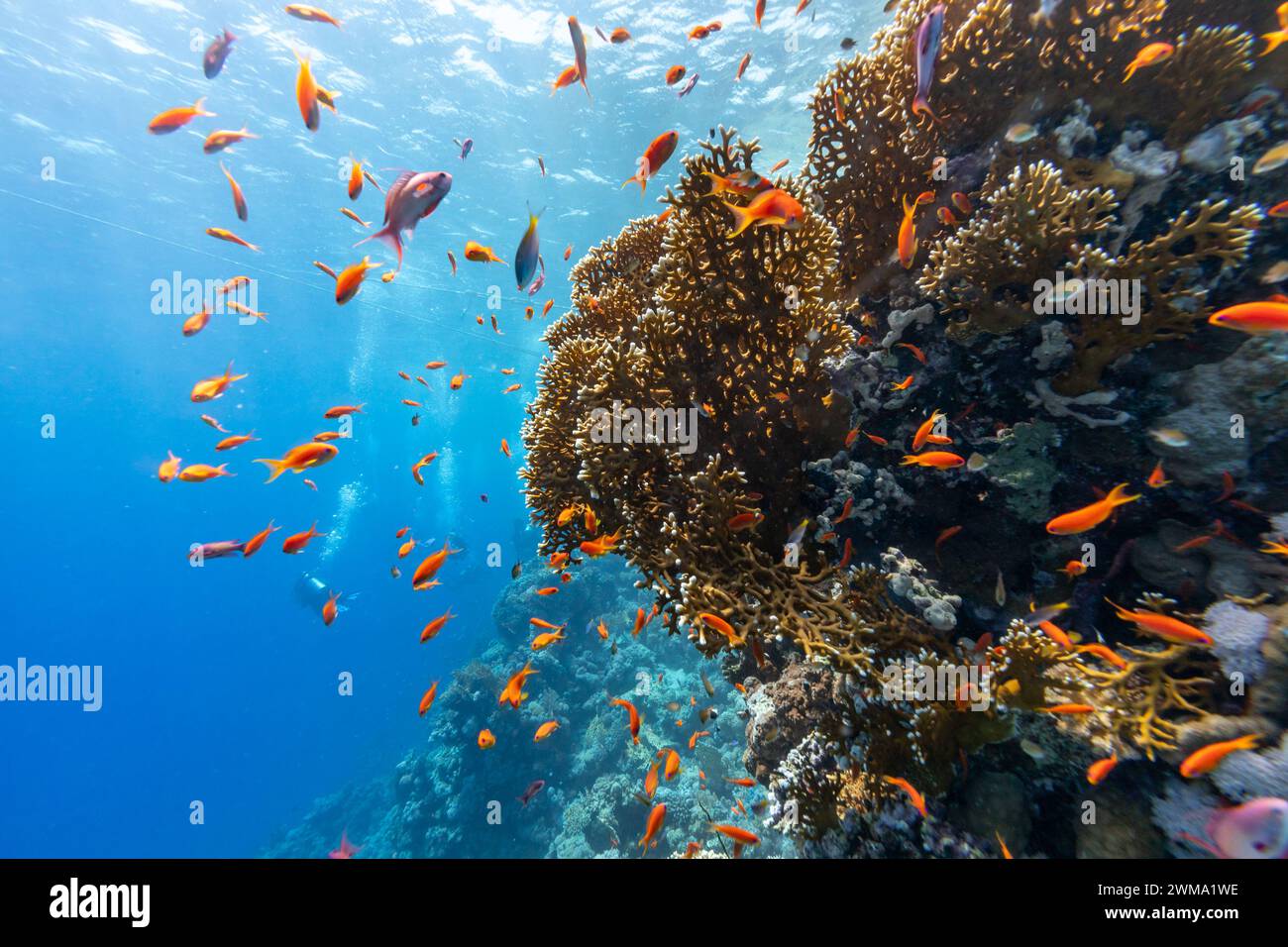 School of fish colorful anthias fish swim along a tropical coral reef ...