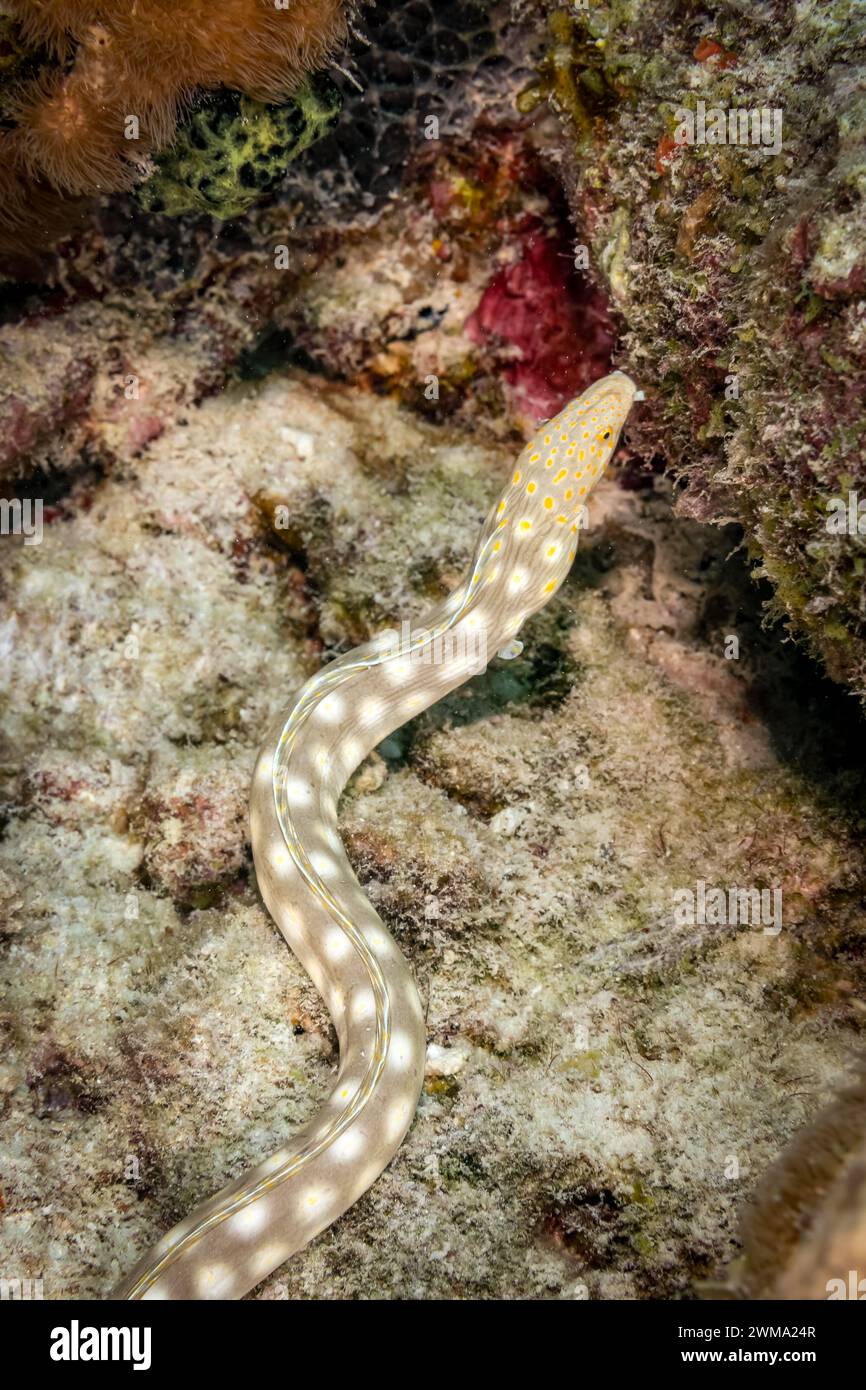 Caribbean Sharptail Eel, Myrichthys breviceps, swimming along tropical coral reef scavenging to food Stock Photo