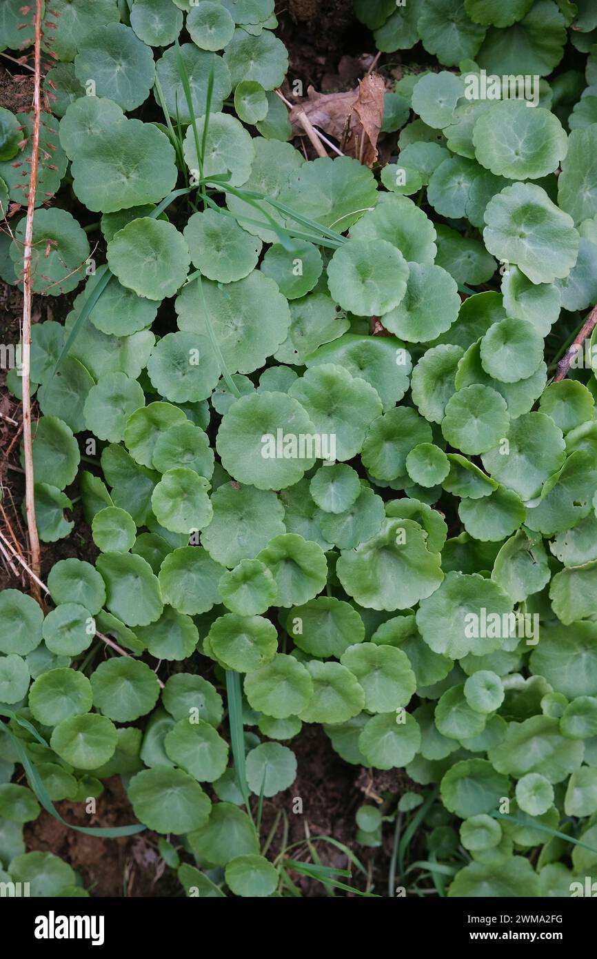 Umbilicus rupestris a perennial edible plant Stock Photo