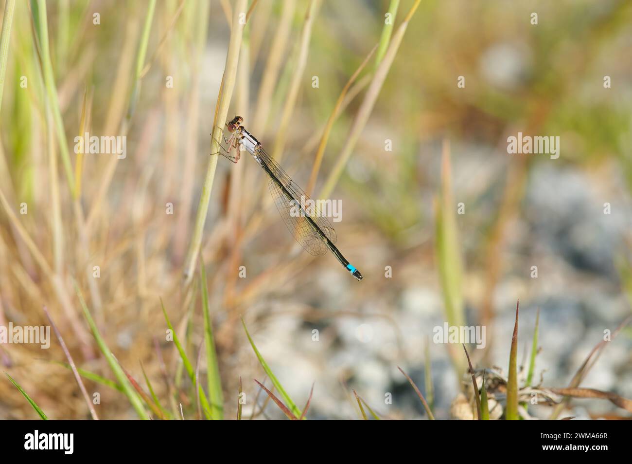 Pacific Forktail Damselfly (Ischnura cervula) - female juvenile Stock Photo