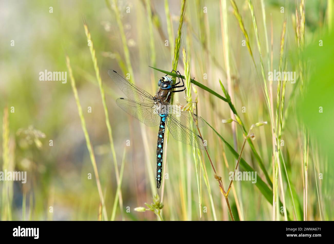 Blue-eyed Darner Dragonfly (Rhionaeshna multicolor) - clinging to a stalk of grass. Stock Photo