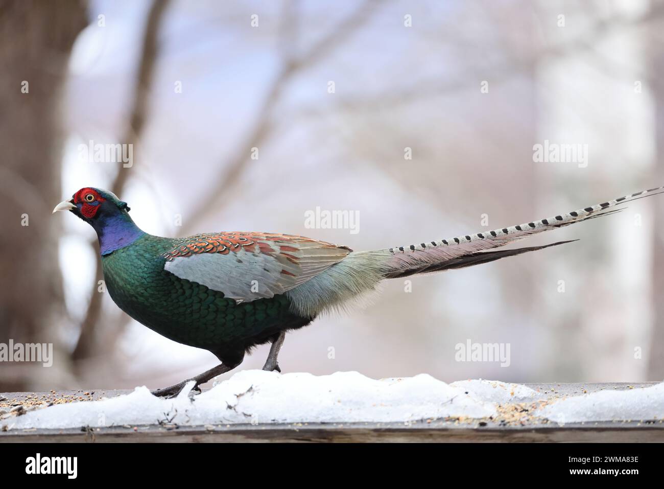 The green pheasant (Phasianus versicolor), also known as the Japanese ...